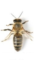 élimination abeille domestique val d'oise
