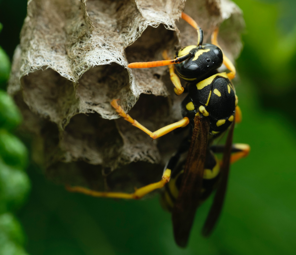 élimination guepes dans le 95